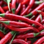 ❀ Chili zaden