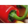 ❀ Graines de piment
