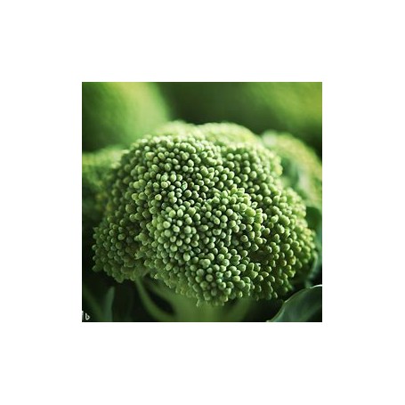 ❀ Green Broccoli Seeds