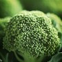 ❀ Green Broccoli Seeds