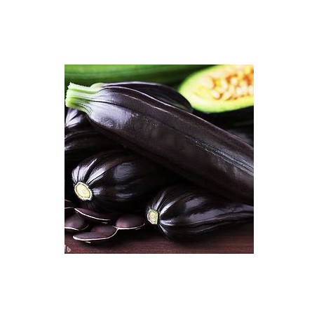 ❀ Graines de beauté noires de courgettes