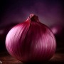 ❀ Graines d’Oignon Rouge de Zalla