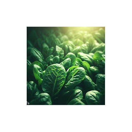 ❀ Graines d’épinards
