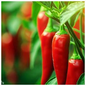 ❀ Semillas de Guindilla