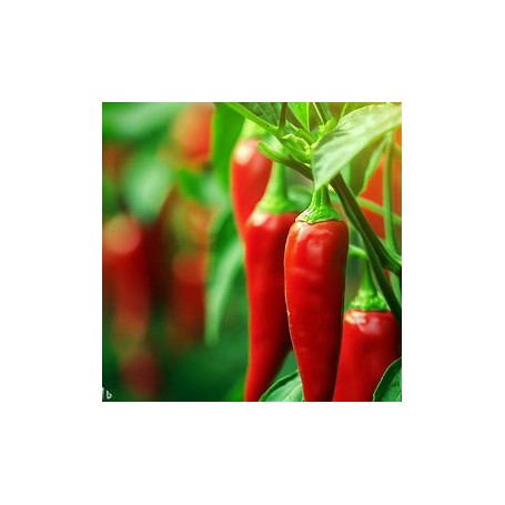 ❀ Graines de piment