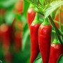 ❀ Graines de piment