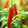 ❀ Chili zaden