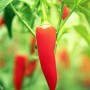❀ Graines de piment