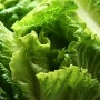 ❀ Graines de laitue romaine