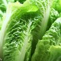 ❀ Graines de laitue romaine