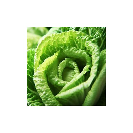❀ Graines de laitue romaine