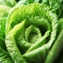 ❀ Graines de laitue romaine
