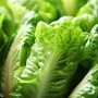 ❀ Graines de laitue romaine
