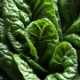 ❀ Groene snijbietzaden Witte stengel