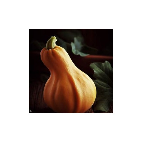❀ Butternut Pumpkin Seeds