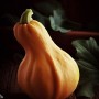 ❀ Graines de citrouille musquée