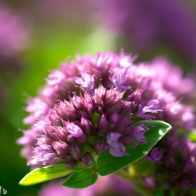 ❀ Graines d’origan ❀ Graines d’origan
