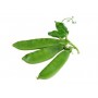 ❀ Graines de pois capucins