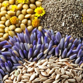 ❀ Kit Semillas Jardín Medicinal ❀ Kit Semillas Jardín Medicinal