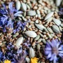 ❀ Heilgarten-Samen-Set