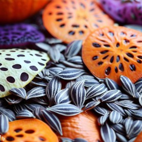 ❀ Ornamental Garden Seed Kit