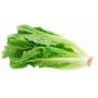 ❀ Graines de laitue romaine