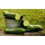 ❀ Semillas de Pepino Largo