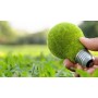 ❀ Italiaanse Zoete Groene Paprika Zaden