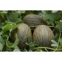 ❀ Semillas de Melón Verde Piel de Sapo