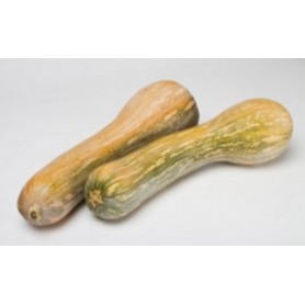 ❀ Basque Pumpkin Seeds Mallorca