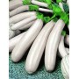 ❀ Semillas de Calabacín Blanco