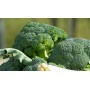 ❀ Semillas Brócoli Verde