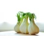 ❀ Fenchelsamen aus Florenz