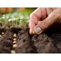 ❀ Graines de beauté noires de courgettes