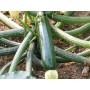 ❀ Graines de beauté noires de courgettes