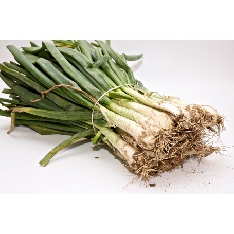 ❀ Graines de Calçots