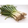 ❀ Graines de Calçots