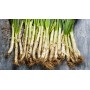❀ Graines de Calçots