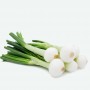 ❀ Witte uienzaden Lissabon