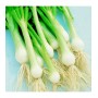 ❀ White Onion Seeds Lisbon