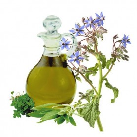 ❀ Graines de bourrache officinale ❀ Graines de bourrache officinale