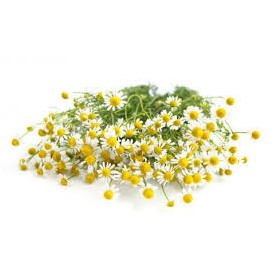 ❀ Graines de camomille ❀ Graines de camomille