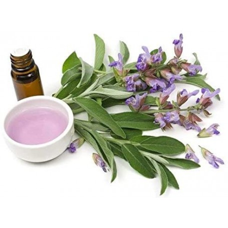 ❀ Salvia Officinalis Samen