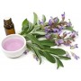 ❀ Salvia Officinalis Samen