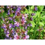 ❀ Salvia Officinalis Samen