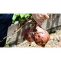 ❀ Graines d’Oignon Rouge de Zalla