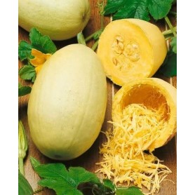 ❀ Spaghetti Pumpkin Seeds