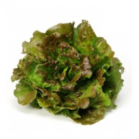 ❀ Wonder Lettuce Seeds 4 Seasons