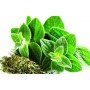 ❀ Oregano-Samen