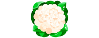 ▷ Verkauf von Blumenkohlsamen |【Uecologics】